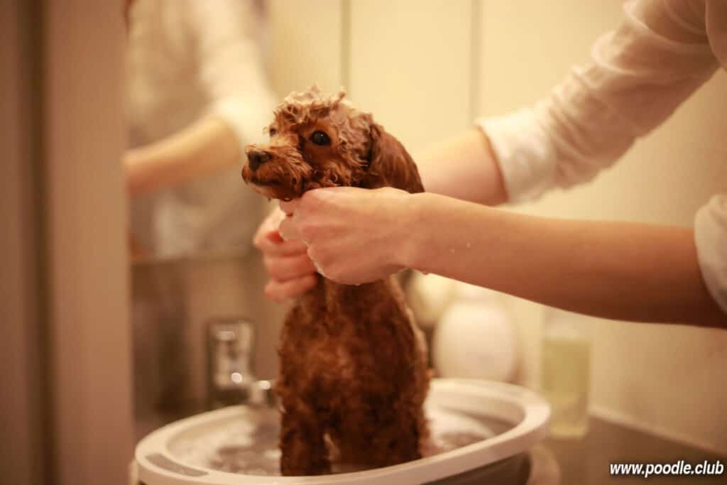 toy poodle having bath