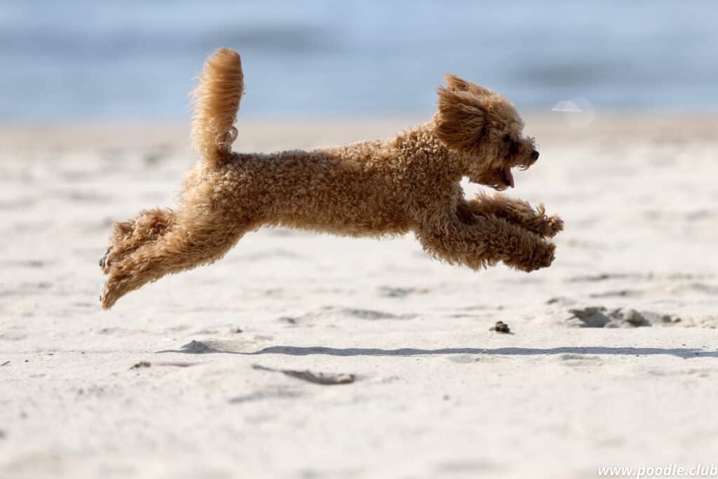 toy poodle on the beach