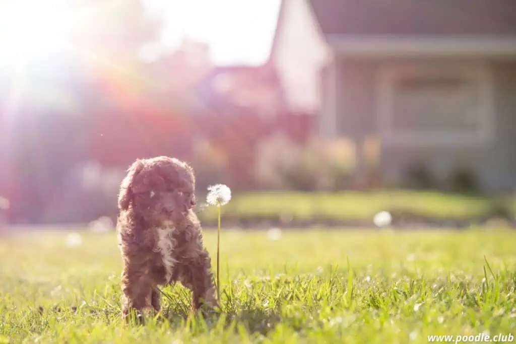 toy poodle puppy parti