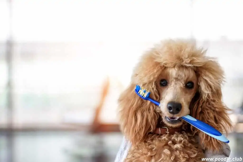 This toy Poodle understands that Poodles can get gum disease and need their teeth brushed often