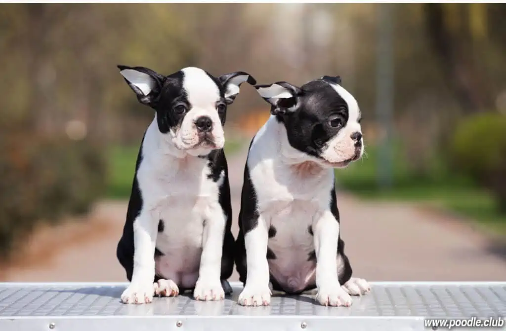 two boston terrier puppies purebred