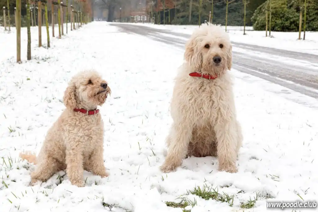 two Labradoodles in snow white