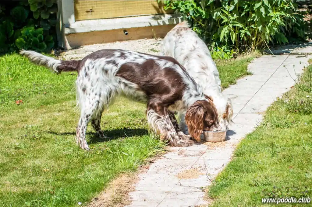 two long haired dogs eating together