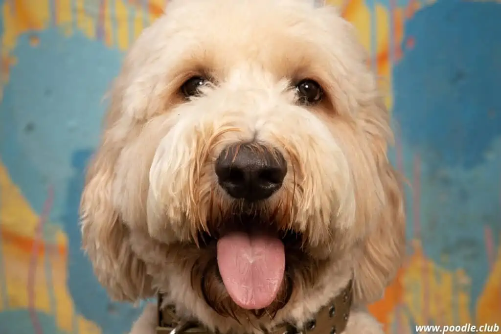 wavy goldendoodle portrair tongue out