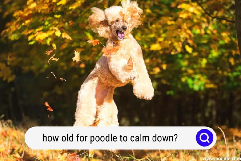at what age do poodles calm down