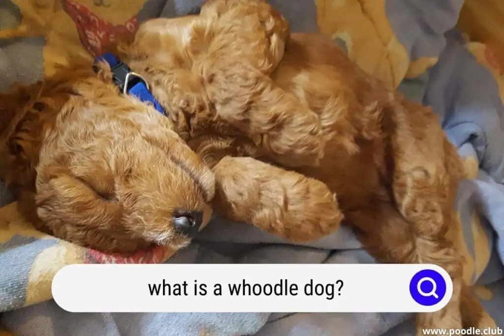 what is a whoodle dog
