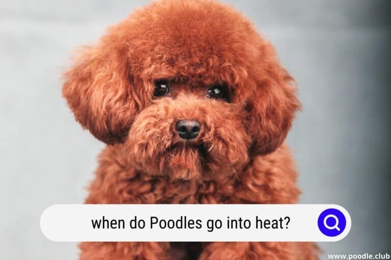 when do poodles go into heat