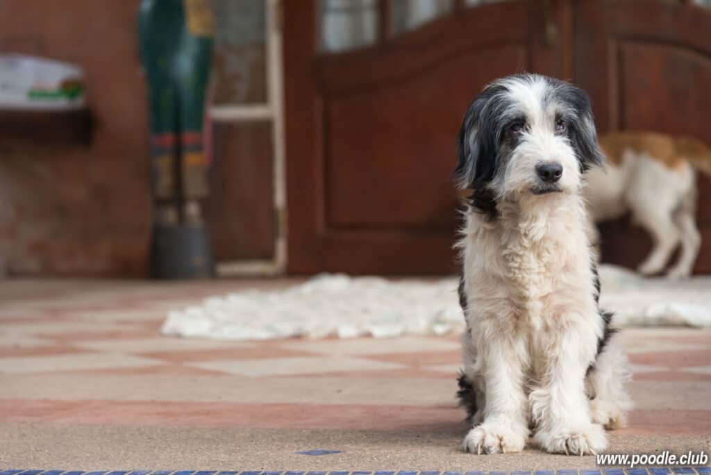 white and gray Labradoodle sitting