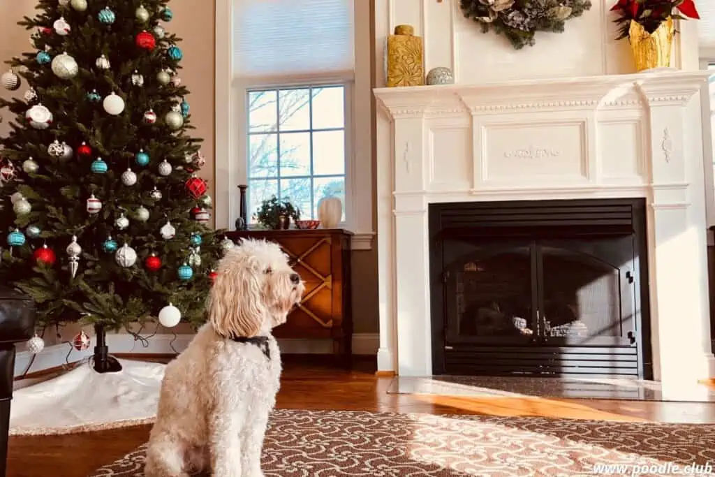 white poodle sitting near christmas tree