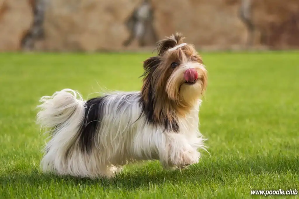 yorkshire terrier playing outside