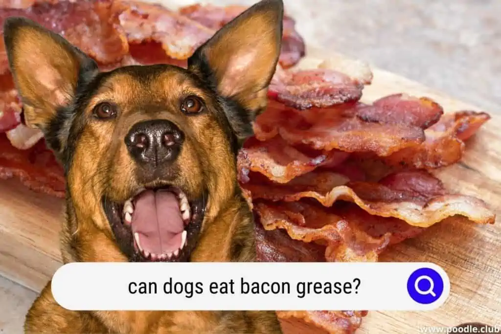 can dots eat bacon grease