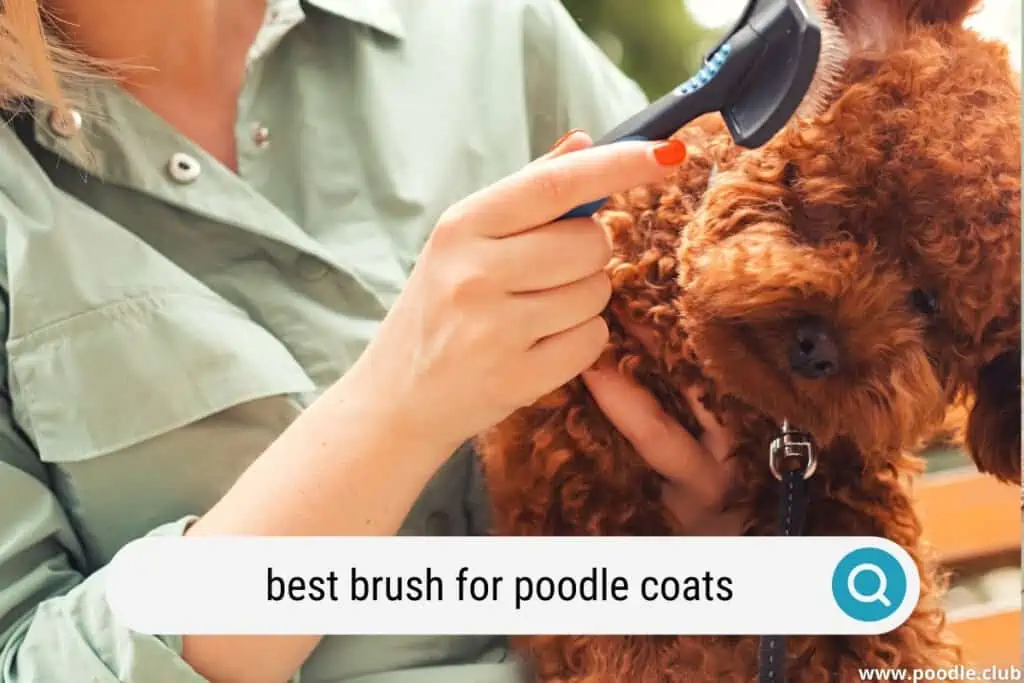 best brush for poodle coats