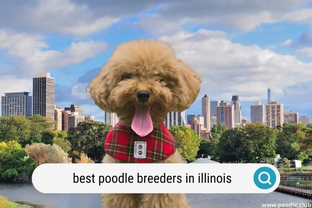 best poodle breeders in illinois