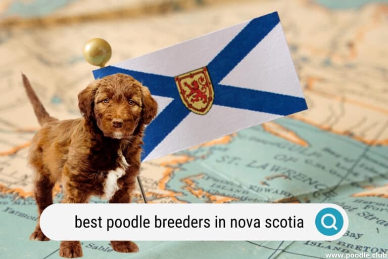 4 Best Poodle Breeders in Nova Scotia (2022 Update)