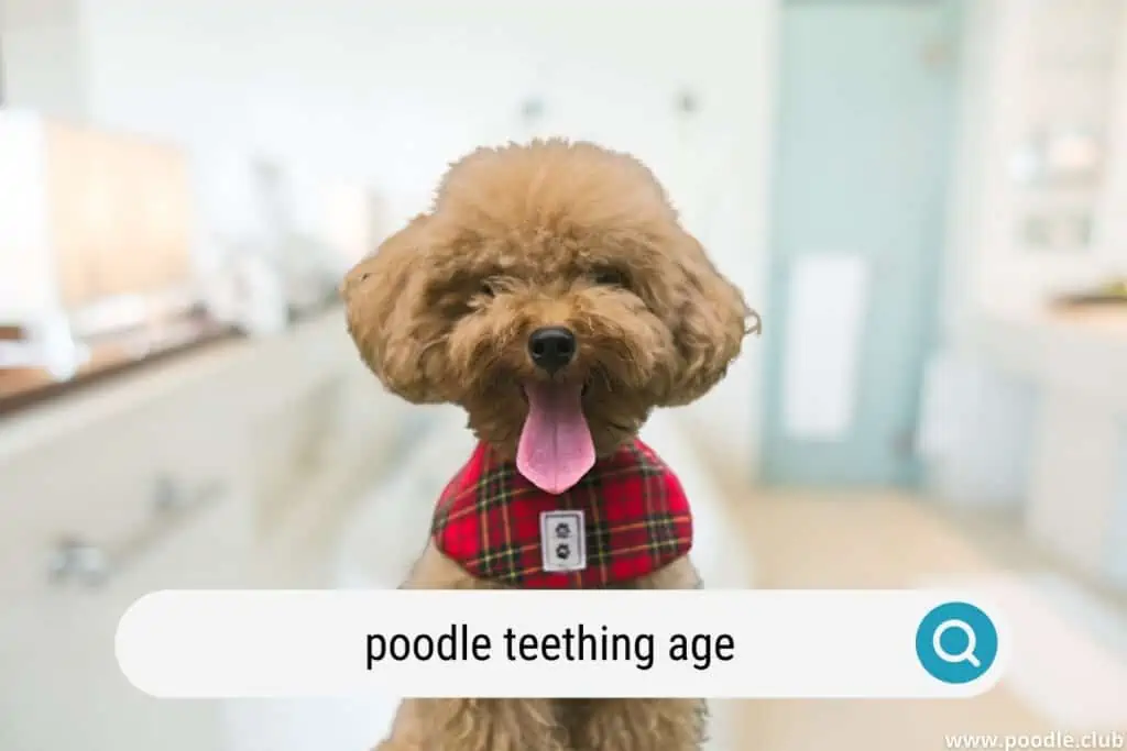 poodle teething age