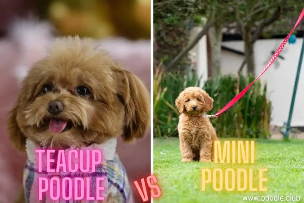 side by side teacup and mini poodle