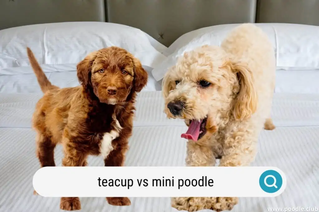 teacup vs mini poodle