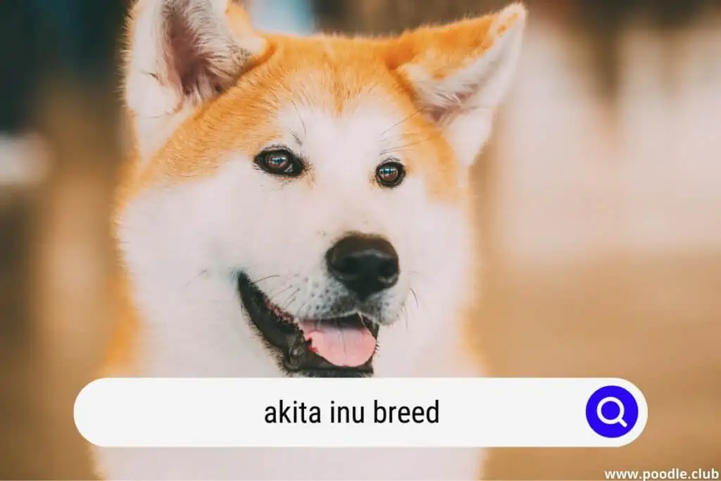 akita inu dog looking to the right of camera