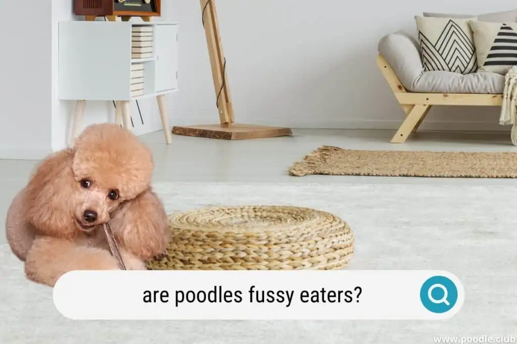 are poodles fussy eaters