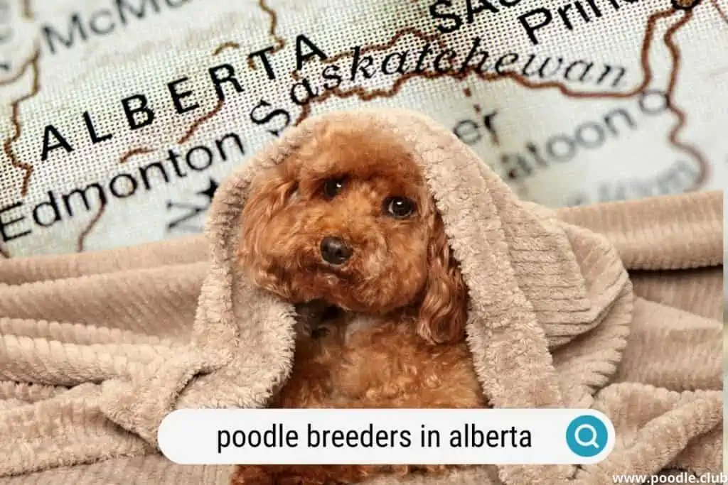 best poodle breeders in alberta