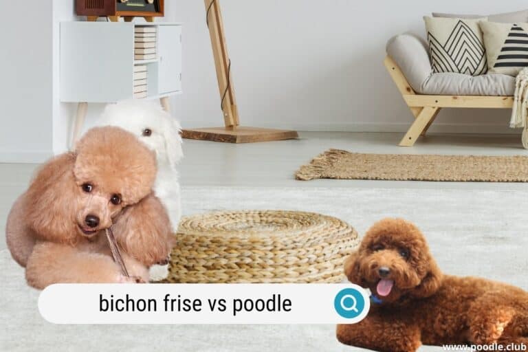 Bichon Frise vs Poodle (Breeds Compared WITH PHOTOS!)