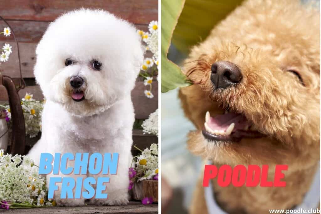 smiling poodle and bichon