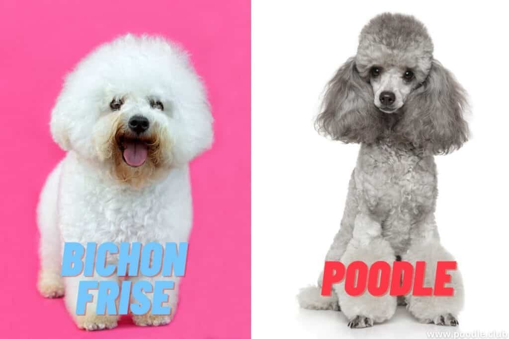 bichon and gray poodle