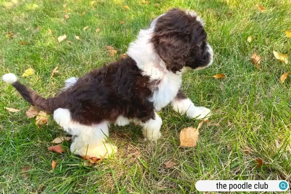 black and white poodle plays in the grass