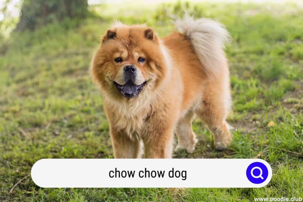 fluffy chow chow dog outdoors