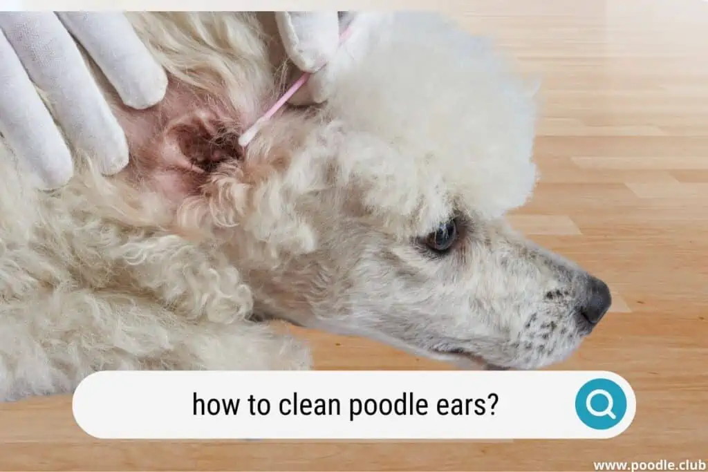 a poodle having its ears cleaned