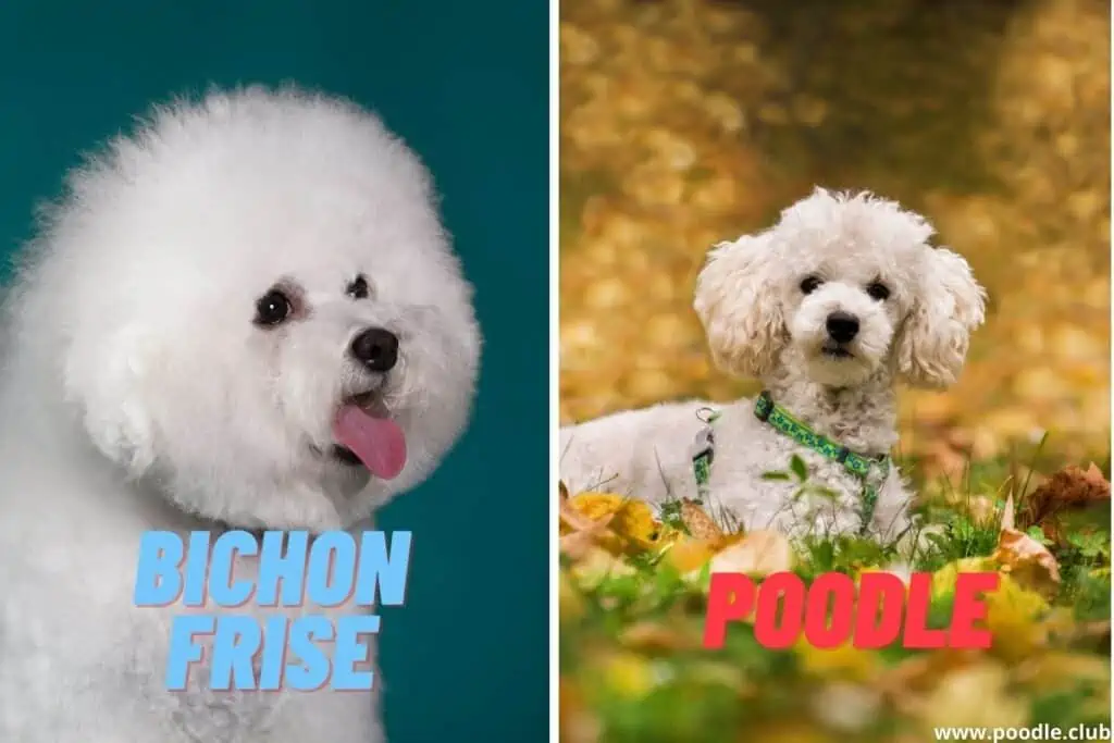 bichon on left poodle on right