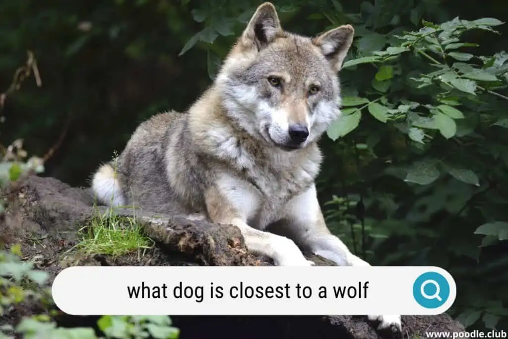 what dog is closest to a wolf
