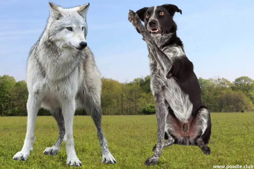 wolf vs border collie