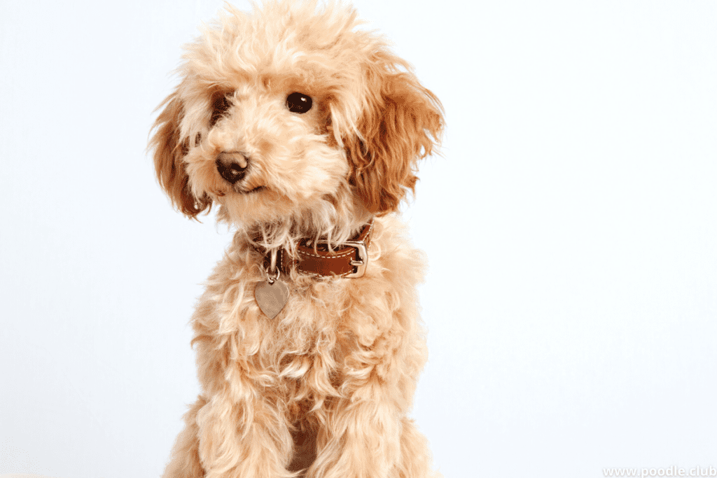 poodle puppy golden with ears