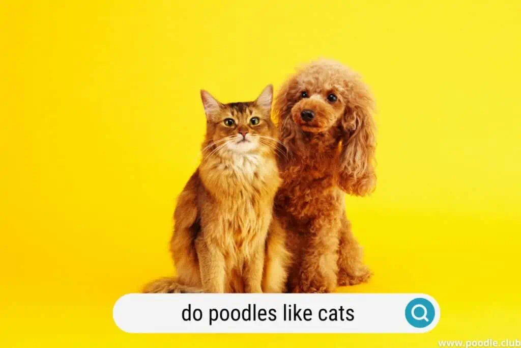 do poodles like cats