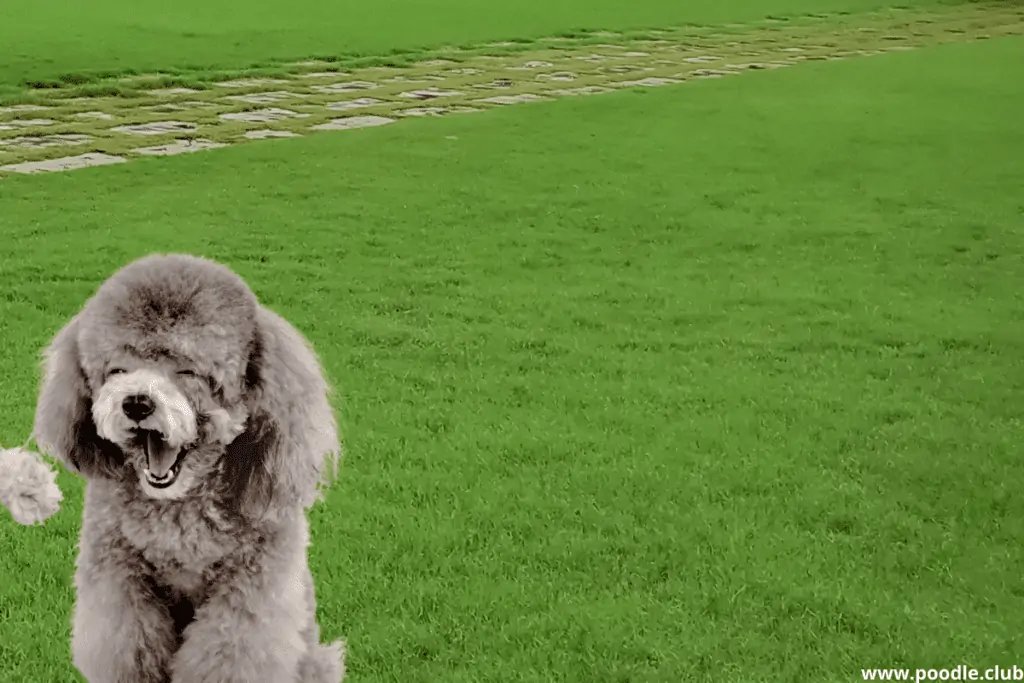 gray poodle puppy on grass