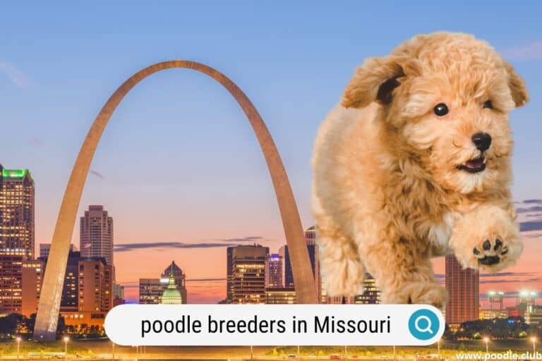 Best Poodle Breeders in Missouri (2023 Update)