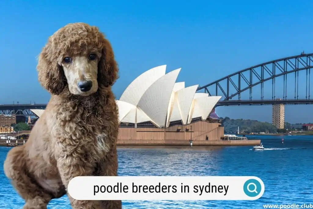 poodle breeders in sydney