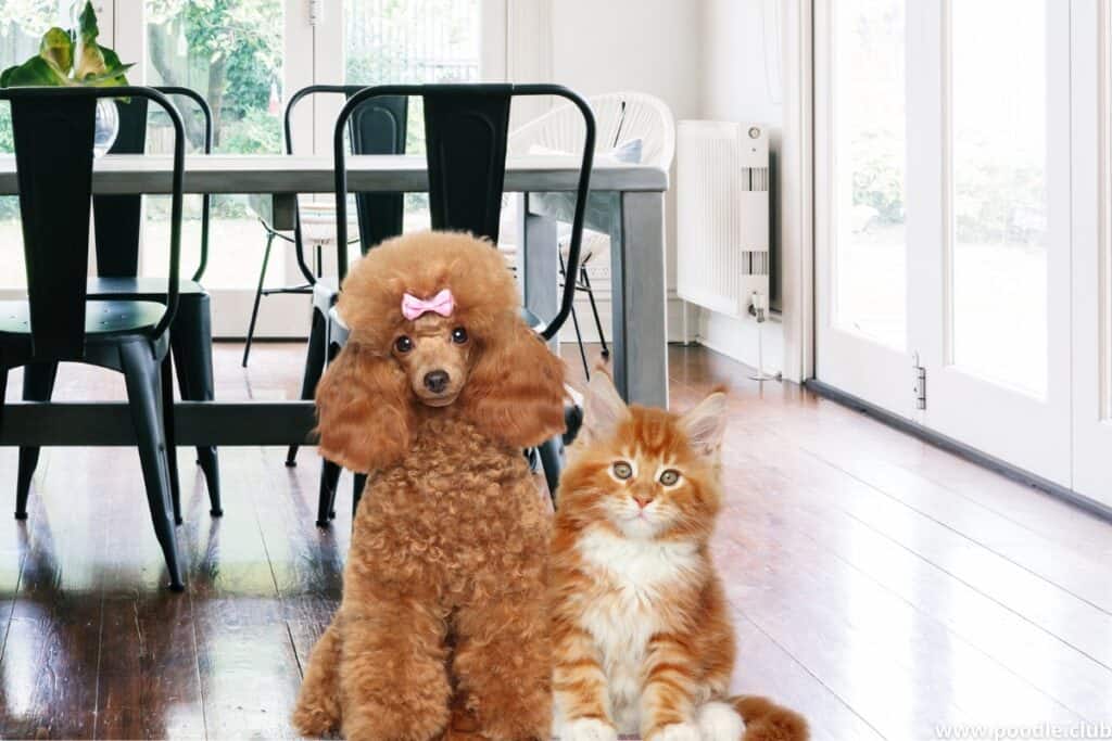 poodle and cat in a nice house