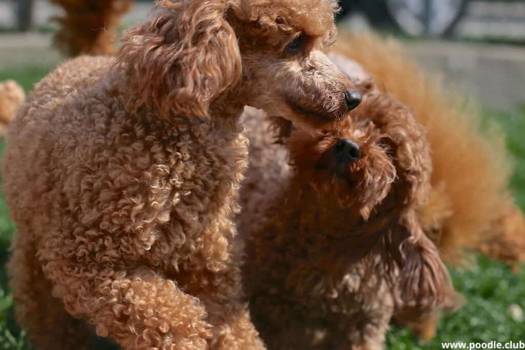 red poodle puppies
