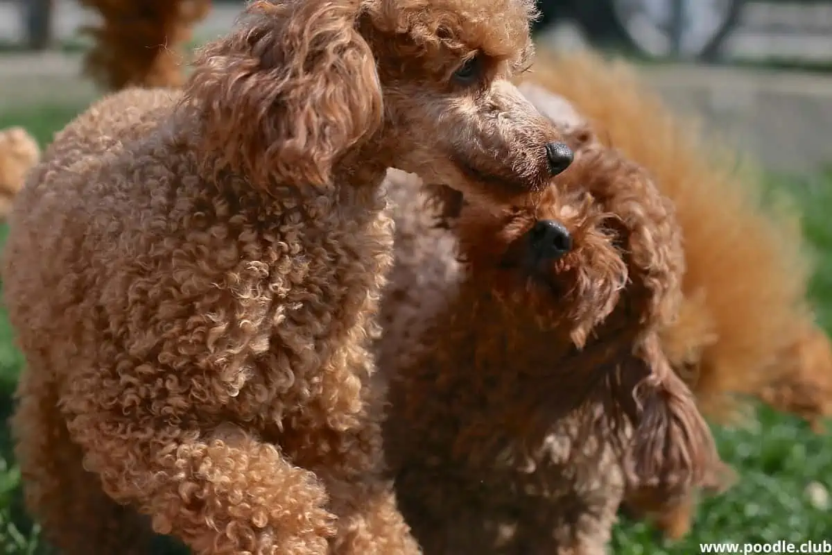 red poodle puppies playing