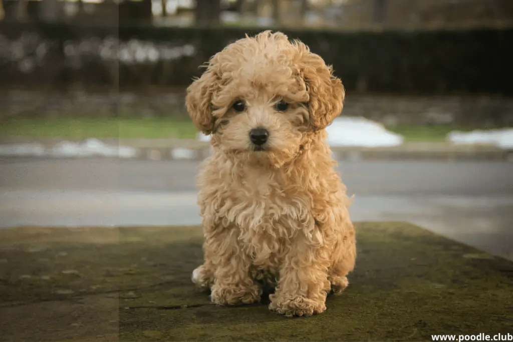 toy poodle puppies brown