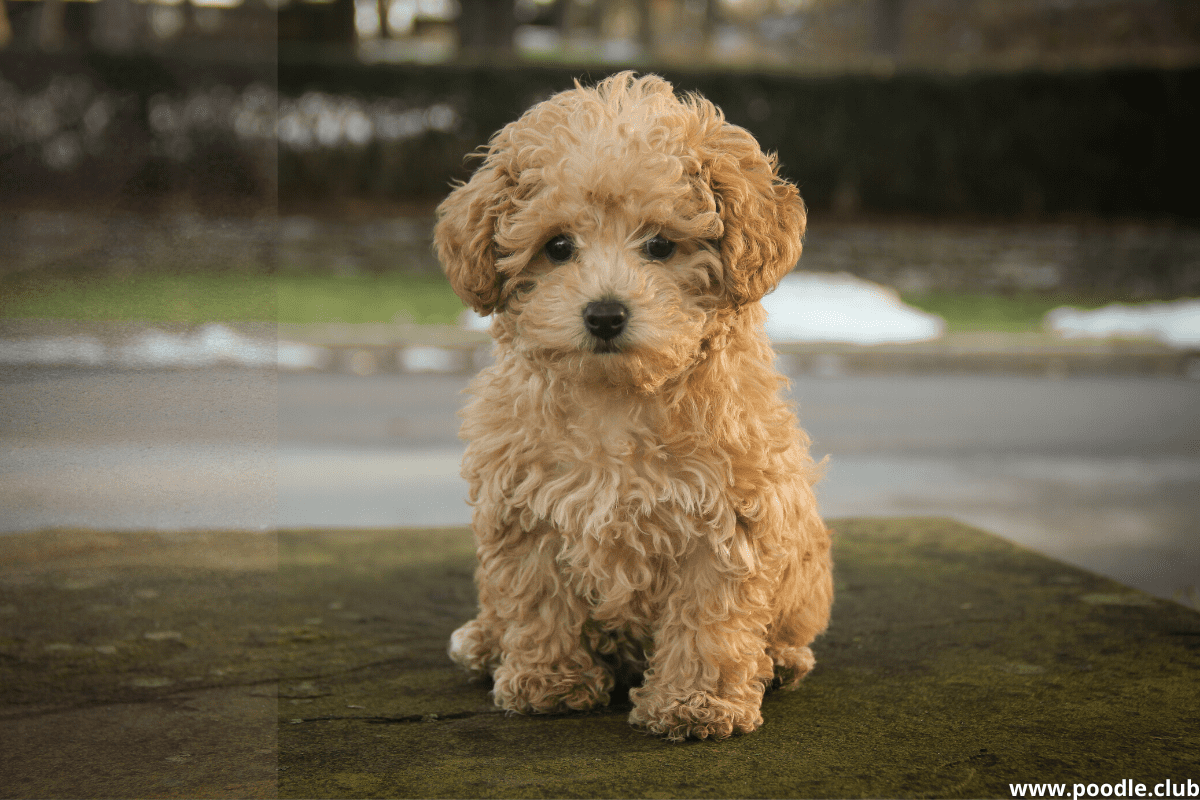 A Toy Poodle puppy