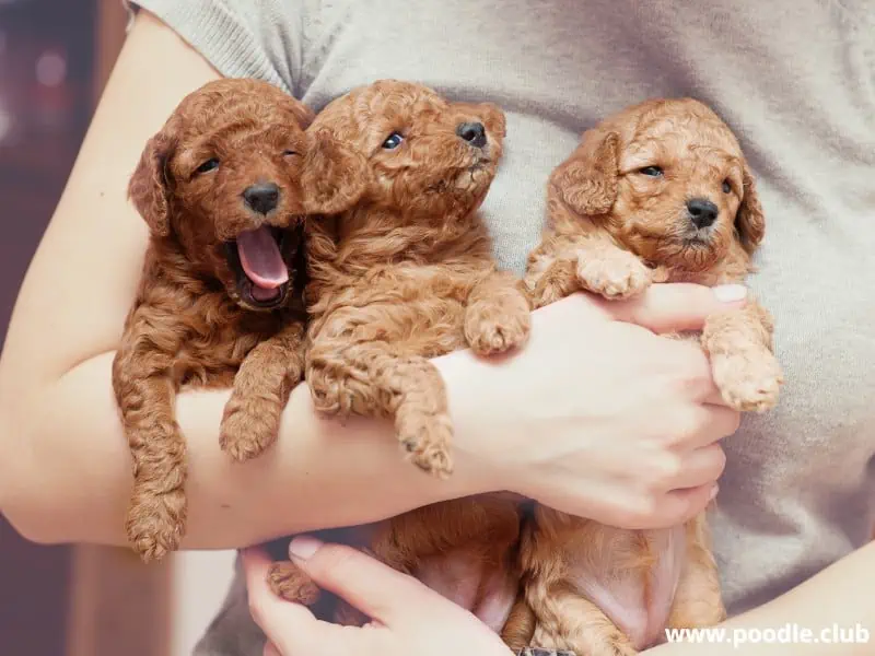 Toy Poodles held by owner