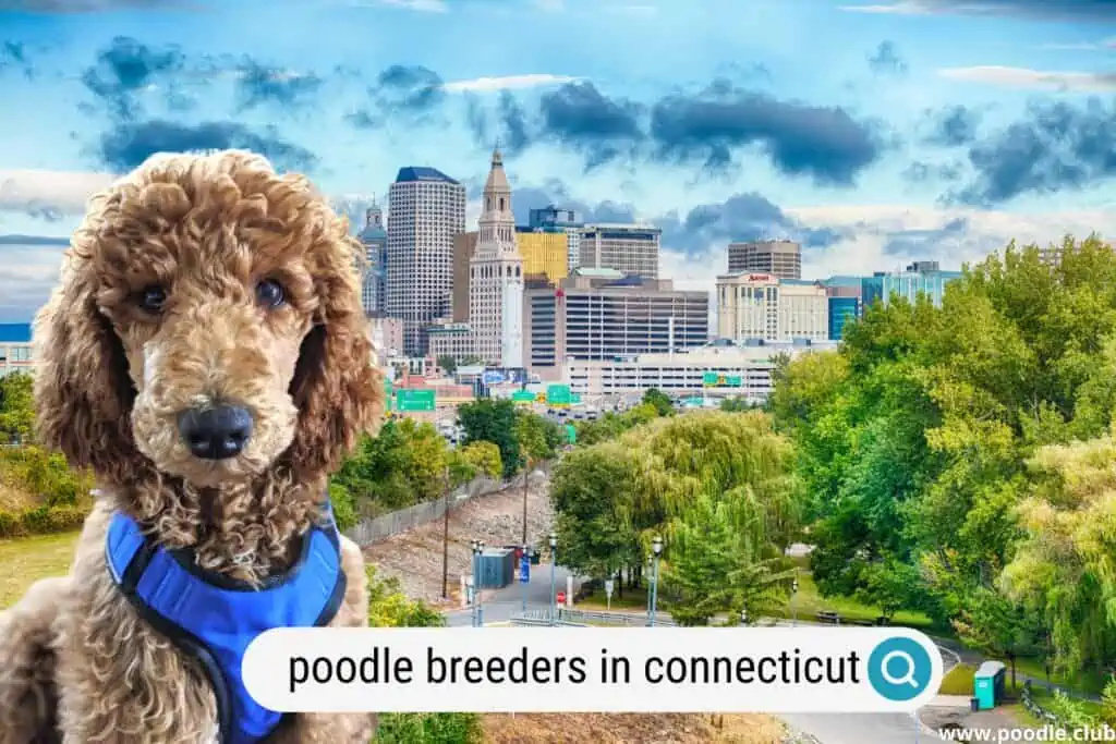 best poodle breeders in connecticut