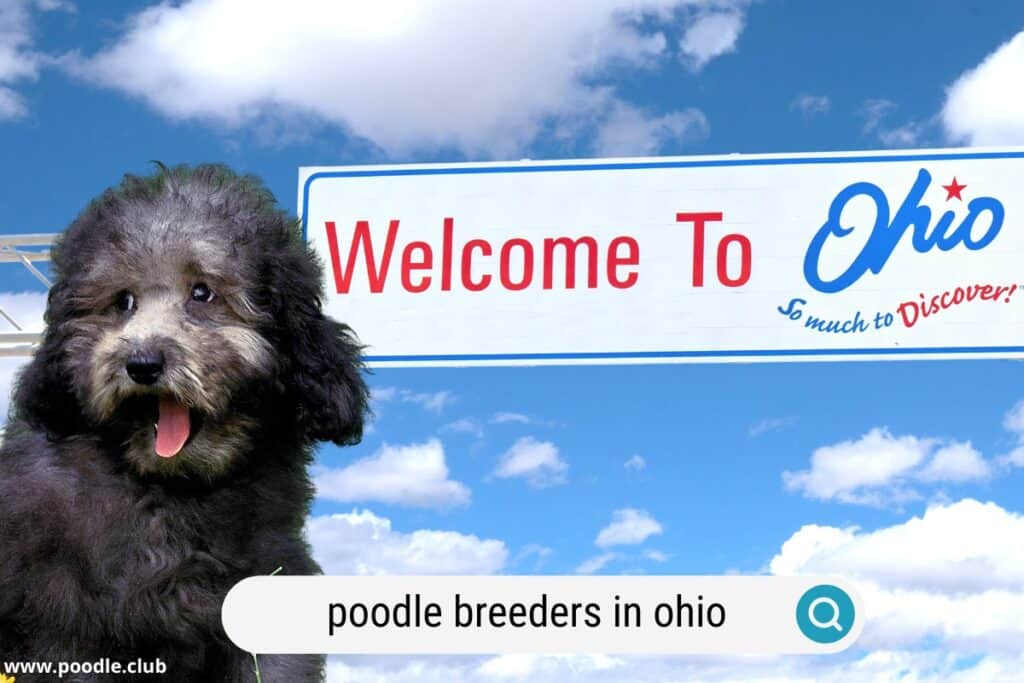 best poodle breeders in ohio