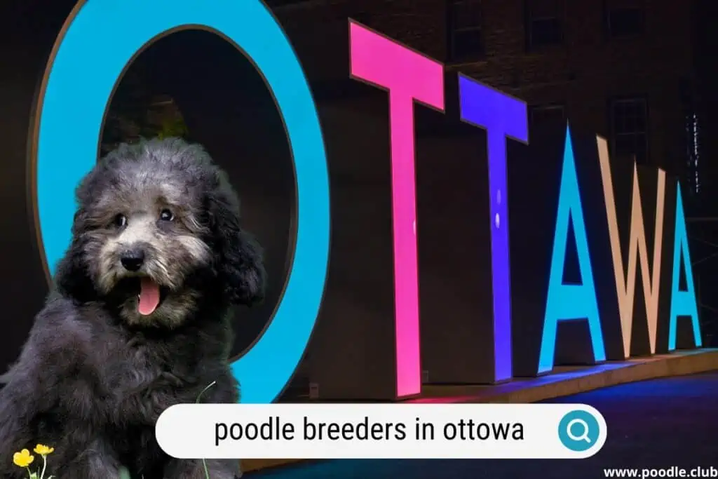 best poodle breeders in ottowa