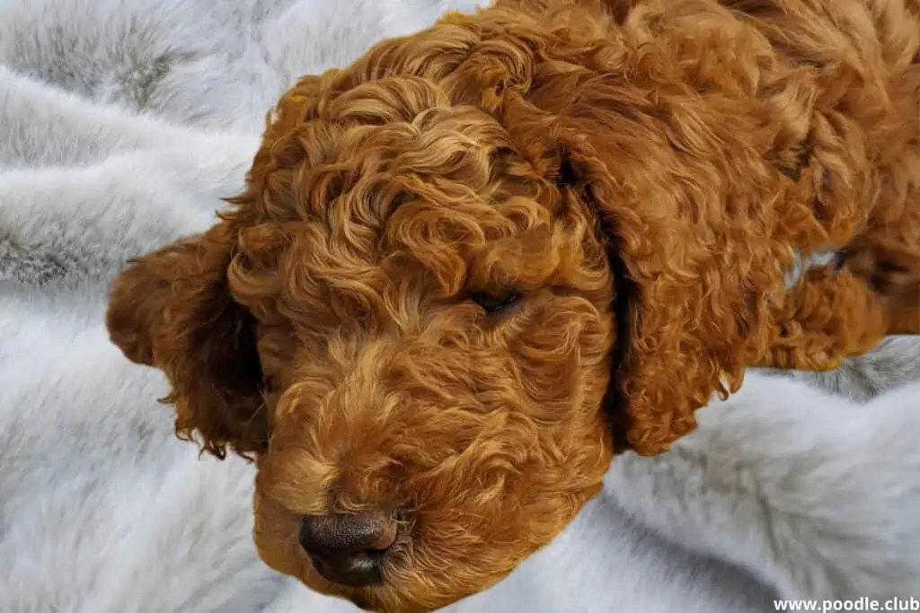 red poodle puppy sleep on blanket
