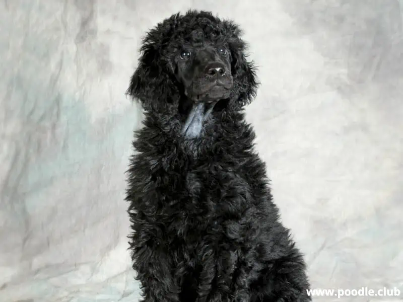 Standard Poodle in a plain background