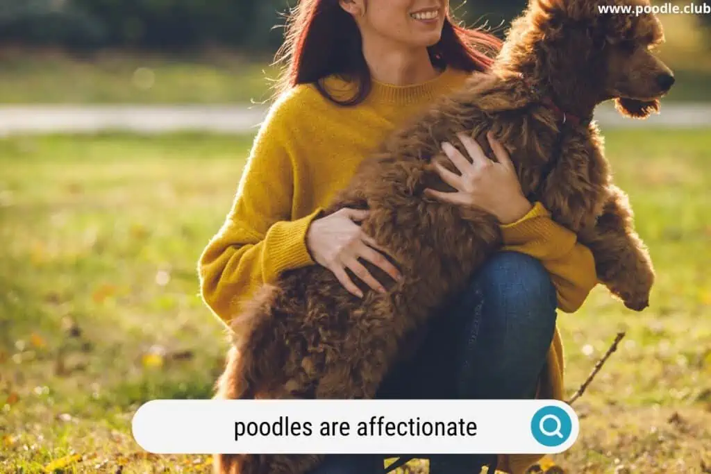 affectionate poodle and owner